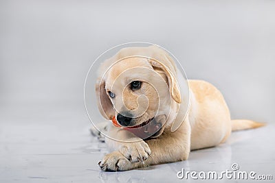 Labrador dog playing with his toys on grey background. puppy is teething Stock Photo