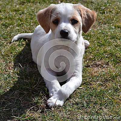 Little dog Stock Photo