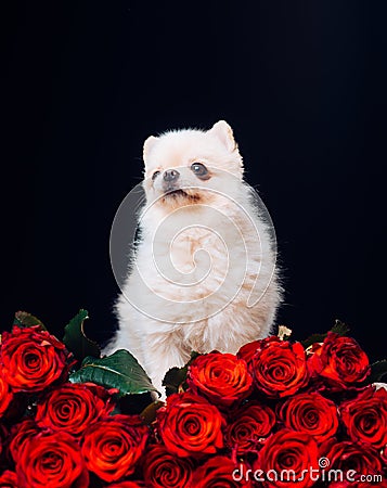 Little dog, love and red roses to everyone. Valentine`s Day concept with copy space. Roses and puppy. Stock Photo