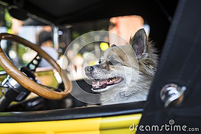 Little dog in an old yellow retro car Stock Photo