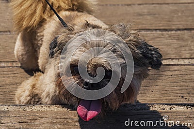 Little dog pikines on a leash with his tongue sticking out. Stock Photo