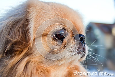 A little dog Stock Photo