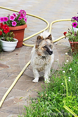 Little dog in summertime Stock Photo