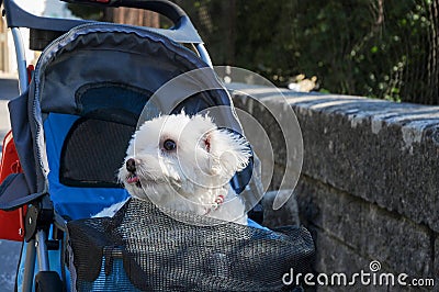 Little dog transported in a stroller Stock Photo