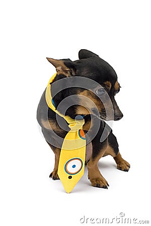 Little dog with yellow cravat Stock Photo