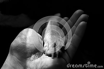 Little dogs' paw in human hand Stock Photo