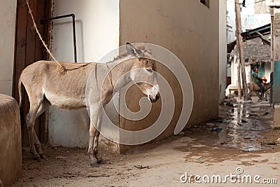 A little donkey Stock Photo