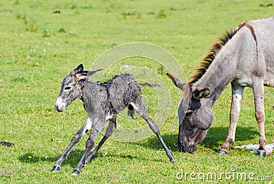 Little donkey first step Stock Photo