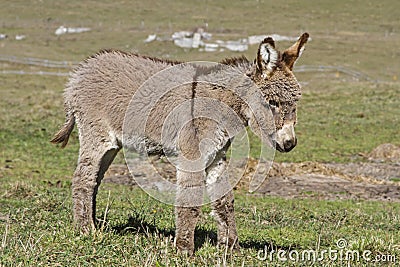 Little donkey on the Vezzena pass Stock Photo