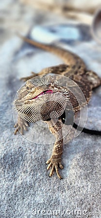 Little dragon on beach Stock Photo