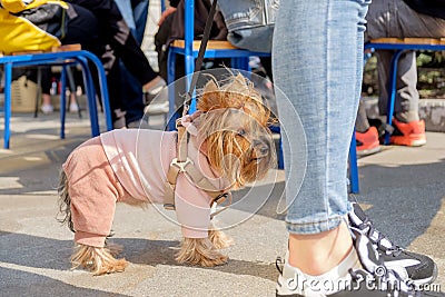 A little dressed dog. Stock Photo