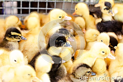 Little ducklings in a cage Stock Photo