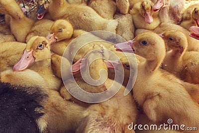 Little ducklings, chicks crowd gathered in the the cage. Industrial poultry small agriculture Stock Photo