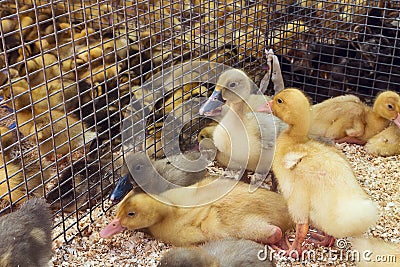 Little ducklings, chicks crowd gathered in the cage. Young ducks Stock Photo