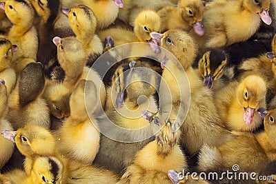 Little ducklings, chicks crowd gathered in the cage. Stock Photo