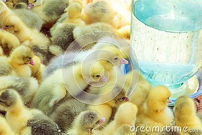 Little ducklings, goslings crowd gathered in the cage. Young goslings on a poultry farm for sale in the store. Stock Photo