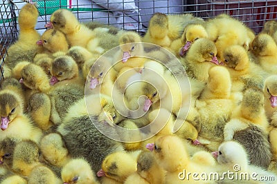 Little ducklings, goslings crowd gathered in the cage. Young goslings on a poultry farm for sale in the store. Stock Photo