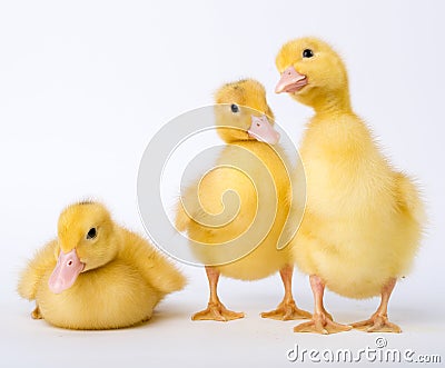 Little ducklings Stock Photo