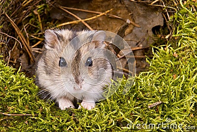 Little dwarf hamster Stock Photo