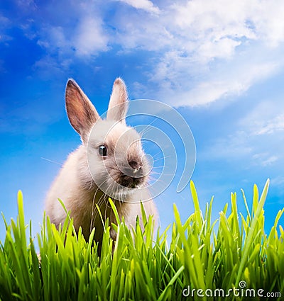 Little Easter bunny on green grass Stock Photo