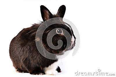 Little easter hare Stock Photo