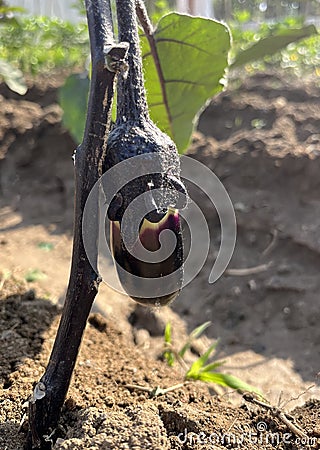 A little eggplant just growing Stock Photo