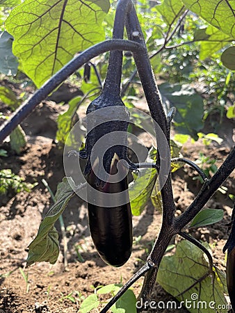 A little eggplant just growing Stock Photo