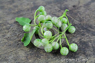 Little eggplant or turkey berry Stock Photo