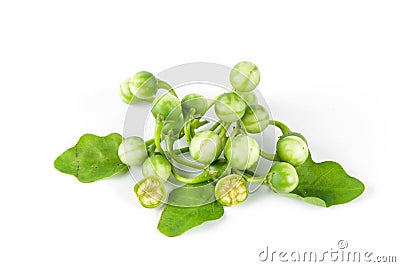 Little eggplant or turkey berry Stock Photo