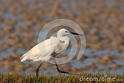 Little Egret Stock Photo