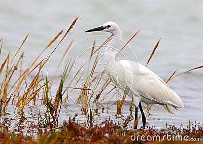 Little Egret Stock Photo