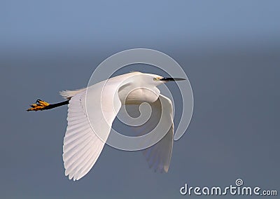 Little Egret Stock Photo