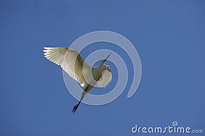 Little Egret Stock Photo