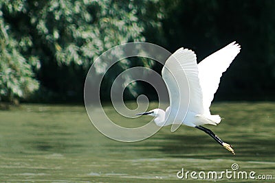 Little Egret Stock Photo