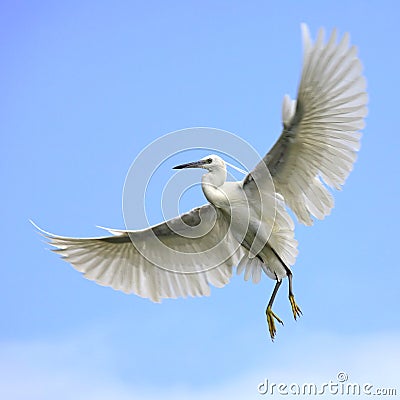 Little egret alight Stock Photo