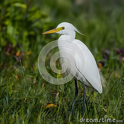 Little egret in Australasia, elegant bird in natural habitat Stock Photo