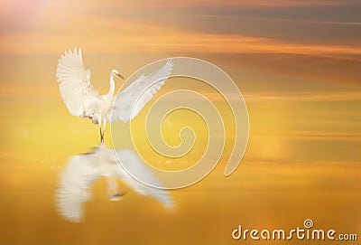 Little Egret dancing at Sunrise Stock Photo