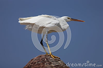 Little Egret (Egretta Garzetta) Stock Photo