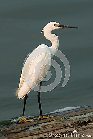 Little Egret (Egretta garzetta) Stock Photo