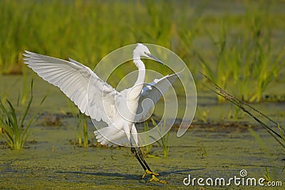 Little Egret (Egretta garzetta) Stock Photo