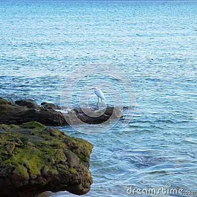 Little Egret , Egretta garzetta Stock Photo