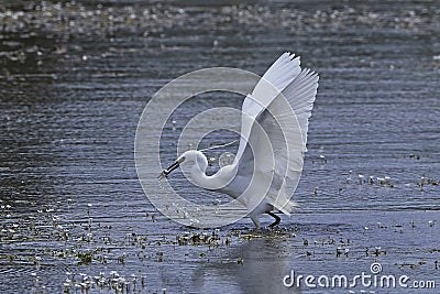 Little egret Egretta garzetta Stock Photo