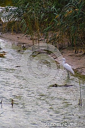 Little Egret, Egretta Garzetta, fishing at a small stream Maayan Zvi pools, northwest Israel Stock Photo