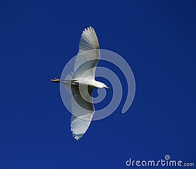 Little egret, egretta garzetta Stock Photo