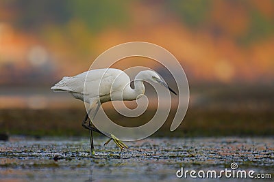 Little Egret (Egretta garzetta). Stock Photo