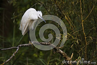 Little egret Egretta garzetta, photo of this big white wading bird, standing on a branch, cleaning his feathers Stock Photo