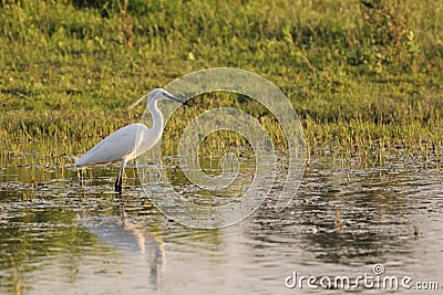 Little egret (Egretta Garzetta) in shallow water Stock Photo