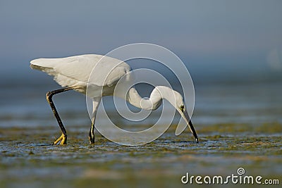 Little Egret (Egretta garzetta). Stock Photo