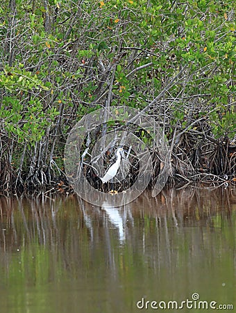 Little Egret at Everglades National Park Stock Photo