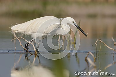 Little Egret Stock Photo